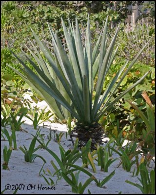 6178 Yucca.jpg