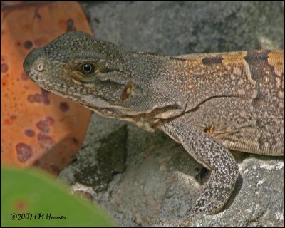 6180 Brown Basilisk female