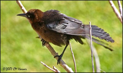 6225 Great-tailed Grackle female.jpg