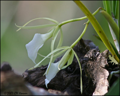 6256 Orchid (genus Brassavola?)