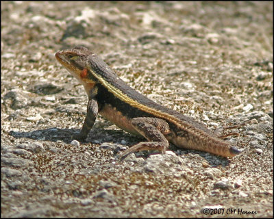 6264 Yucatan Spiny lizard male