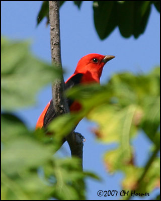 6267 Scarlet Tanager.jpg