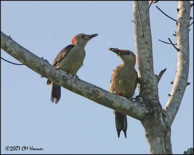 6304 Golden-fronted Woodpecker (Yucatan).jpg