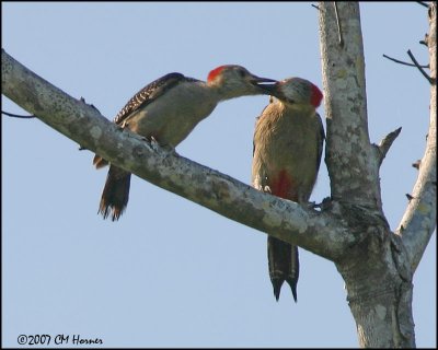 6306 Golden-fronted Woodpecker female feeding juvenile.jpg
