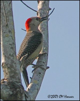 6310 Golden-fronted Woodpecker female.jpg