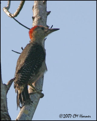 6317 Golden-fronted Woodpecker.jpg