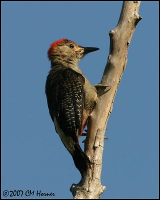 6369 Golden-fronted Woodpecker.jpg