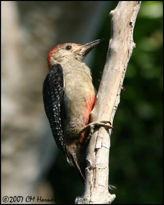 6384 Golden-fronted Woodpecker.jpg