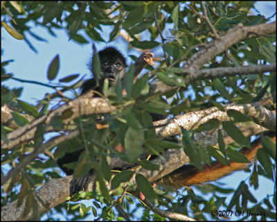 6413 Yucatan Spider Monkey.jpg