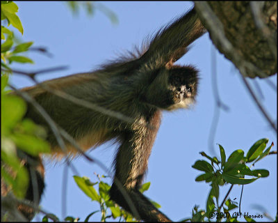 6428 Yucatan Spider Monkey.jpg