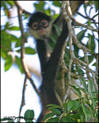 6431 Yucatan Spider Monkey.jpg