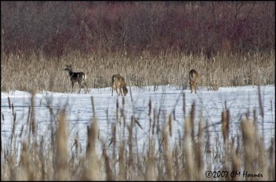 5423 White-tailed Deer.jpg