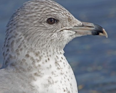 5471 Ring-billed gull 1st winter.jpg