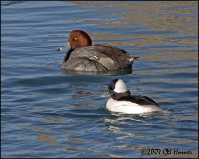 5512 Redhead and Bufflehead drakes.jpg