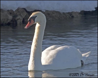 5536 Mute Swan.jpg