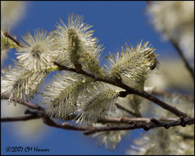 6611 Spring Blossoms.jpg