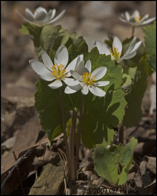 6646 Bloodroot.jpg