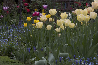 6697.Tulips.jpg