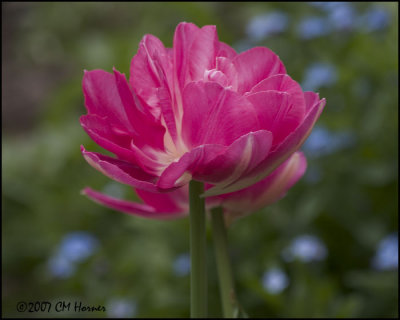 6700 Double Pink Tulip.jpg
