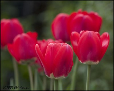 6704 Red Tulips.jpg