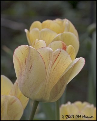 6714 Yellow and Red Tulip.jpg