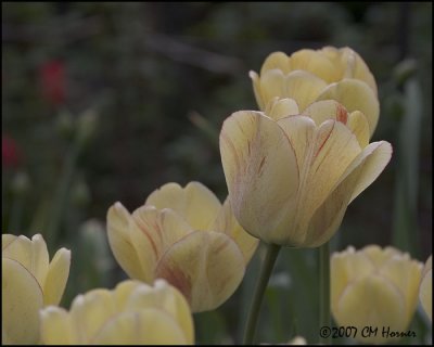 6716 Yellow and Red Tulips.jpg