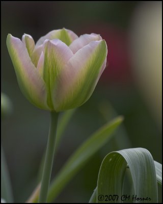6726 Pink and Green Tulip.jpg