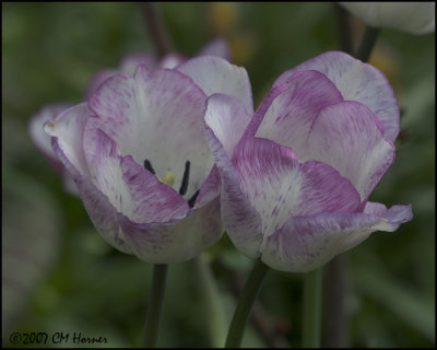 6731 Mauve Tulips.jpg