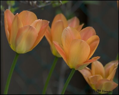 6748 Orange Tulips.jpg