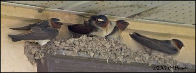 6768 Cliff Swallow.jpg