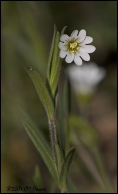 6791 Field Chickweed.jpg