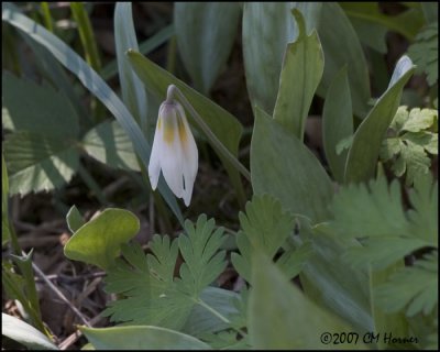 6810 White Trout Lily.jpg