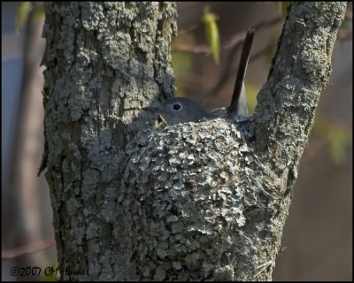 6840 Blue-gray Gnatcatcher.jpg