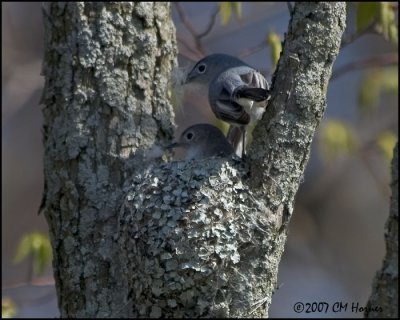 6847 Blue-gray Gnatcatcher.jpg