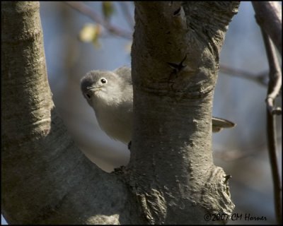 6850 Blue-gray Gnatcatcher.jpg