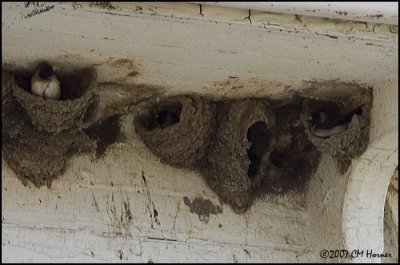 6864 Lighthouse Cliff Swallow nests.jpg