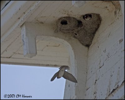 6867 Lighthouse Cliff Swallow nests.jpg