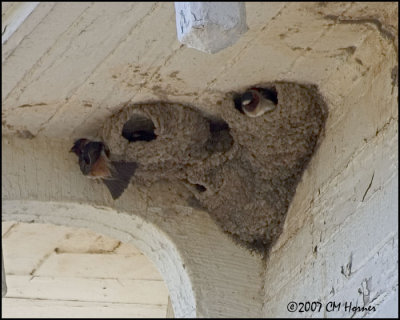 6868 Lighthouse Cliff Swallow nests.jpg