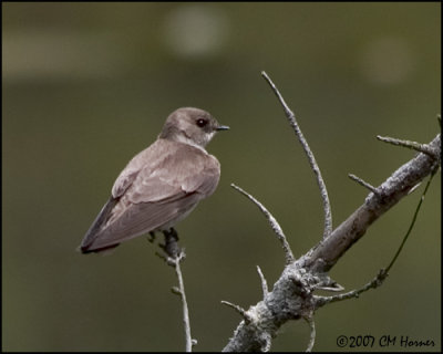 6930 Northern Rough-winged Swallow.jpg