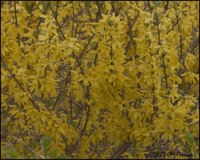 6945 Forsythia.jpg