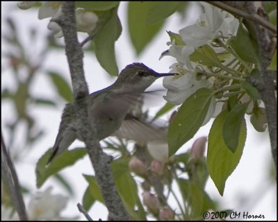 6965 Ruby-throated Hummingbird.jpg