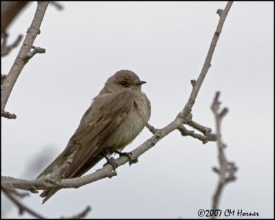 6991 Northern Rough-winged Swallow.jpg