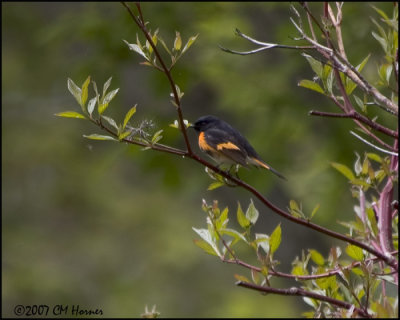 6996 American Redstart male.jpg