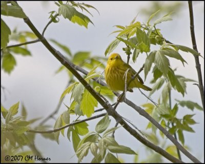 7011 Yellow Warbler.jpg