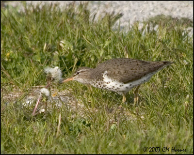 7051 Spotted Sandpiper.jpg