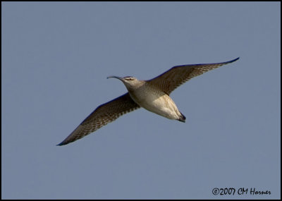 7067 Whimbrel 1.jpg