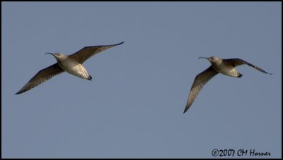 7067 Whimbrel.jpg