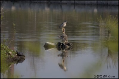 7114 Turtle and Black-crowned Night-Heron.jpg