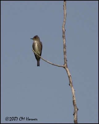 7141 Olive-sided Flycatcher.jpg