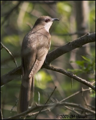 7178 Black-billed Cuckoo.jpg